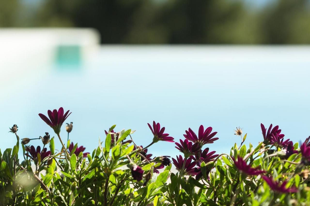 Olivia Estate Villa With Private Swimming Pool Elia Nikitis Eksteriør bilde
